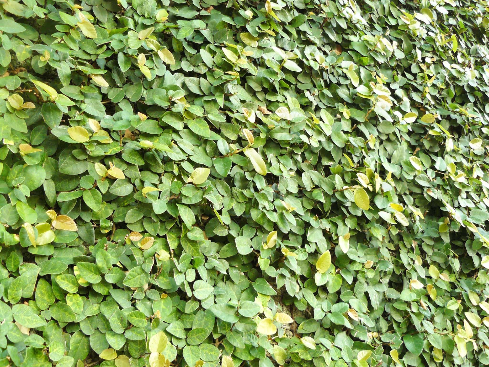 A photo of green Ficus pumila (creeping fig or climbing fig) is are very small leaves of the plant climbing on the wall. A species of flowering plant in the mulberry family, native to East Asia.